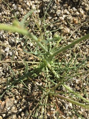 Calycoseris wrightii