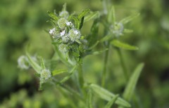 Cryptantha clevelandii