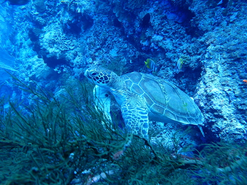 Green Sea Turtle observed by one_marine_biologist