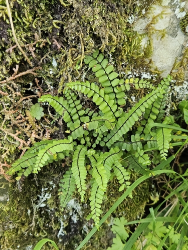 maidenhair spleenwort
