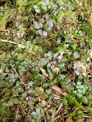 Coptis aspleniifolia