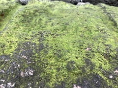 Chlorophyceae