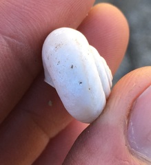 Sonorelix borregoensis