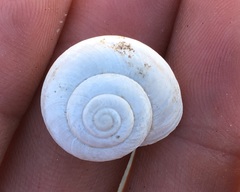 Sonorelix borregoensis