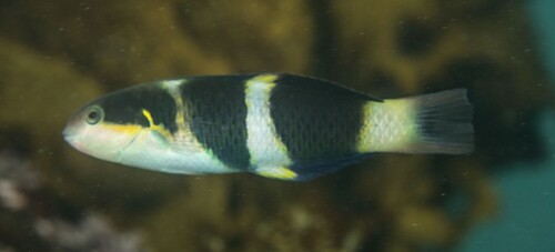 Thalassoma nigrofasciatum