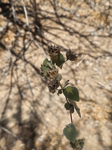 Abutilon californicum (Abutilon californicum)