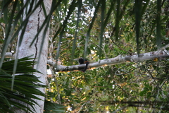 Saguinus weddelli weddelli