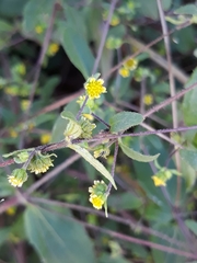 Calyptocarpus brasiliensis