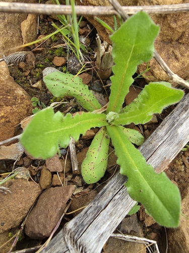 Puccinia hypochoeridis observed 2026-05-12