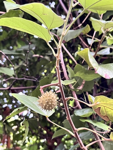 Buettneria observed 2026-05-12