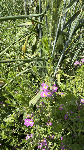 False Grass-poly