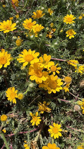 Anacyclus radiatus