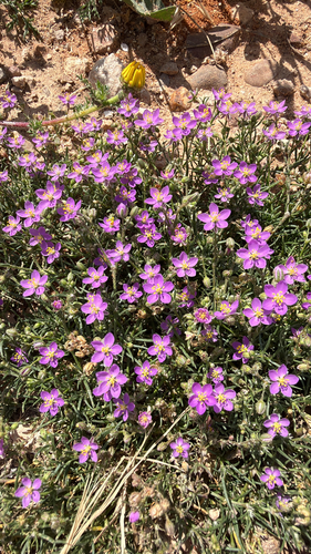 Spergularia fimbriata