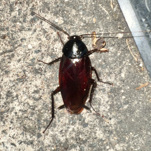 Smoky brown cockroach