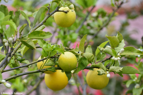 Citrus × aurantium