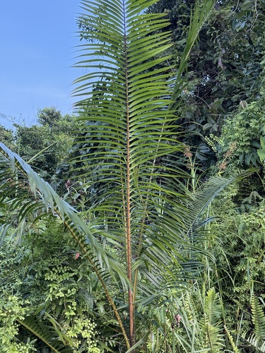 Calamus melanochaetes observed 2026-05-12