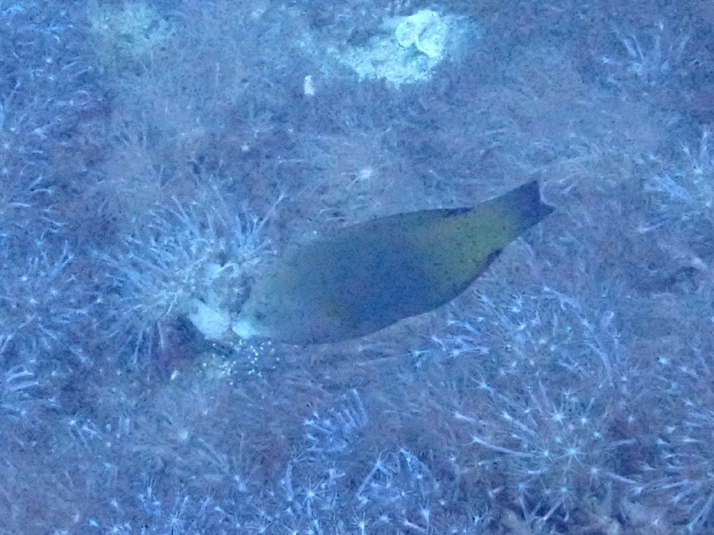 Geographic wrasse