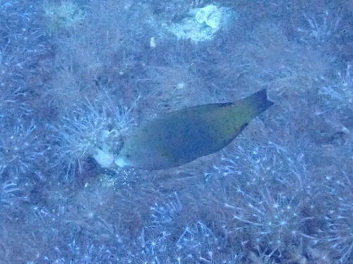Anampses geographicus observed 2026-05-07