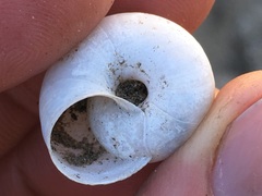 Sonorelix borregoensis