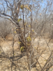 Mimosa tricephala