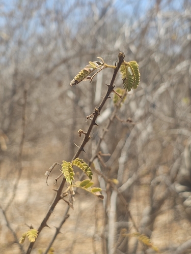 Mimosa tricephala, photograph 2