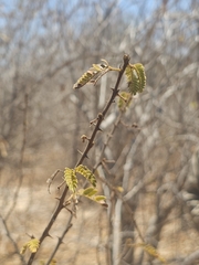 Mimosa tricephala, photograph (c) Erick Vélez Sánchez, some rights reserved (CC BY)