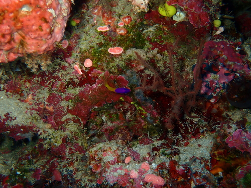 Pictichromis paccagnellae observed 2026-05-12
