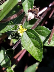 Calyptocarpus brasiliensis