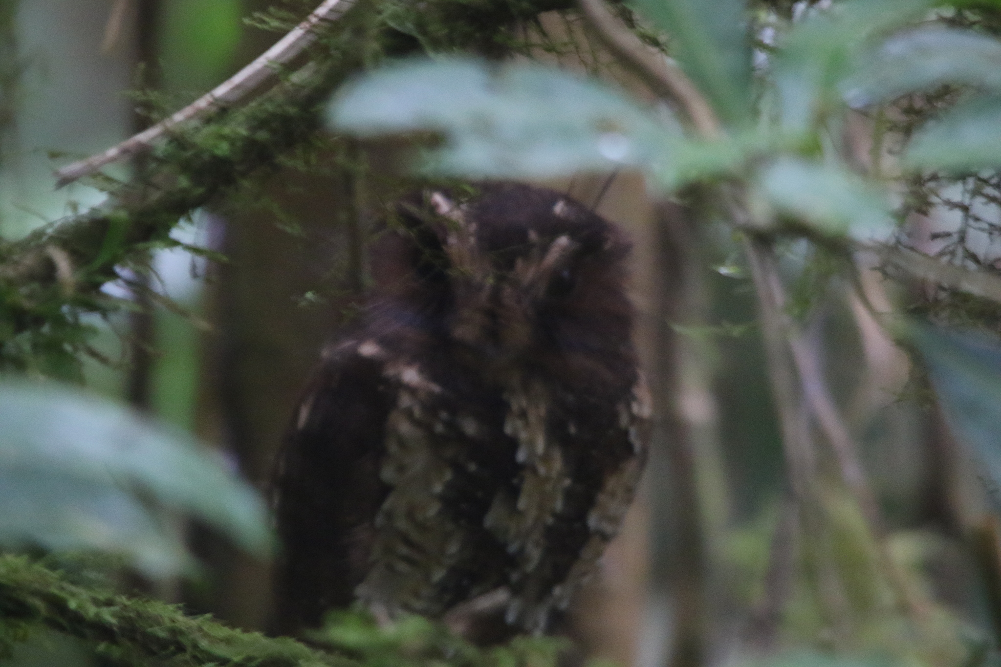 Feline Owlet-nightjar (Aegotheles insignis), photo 3