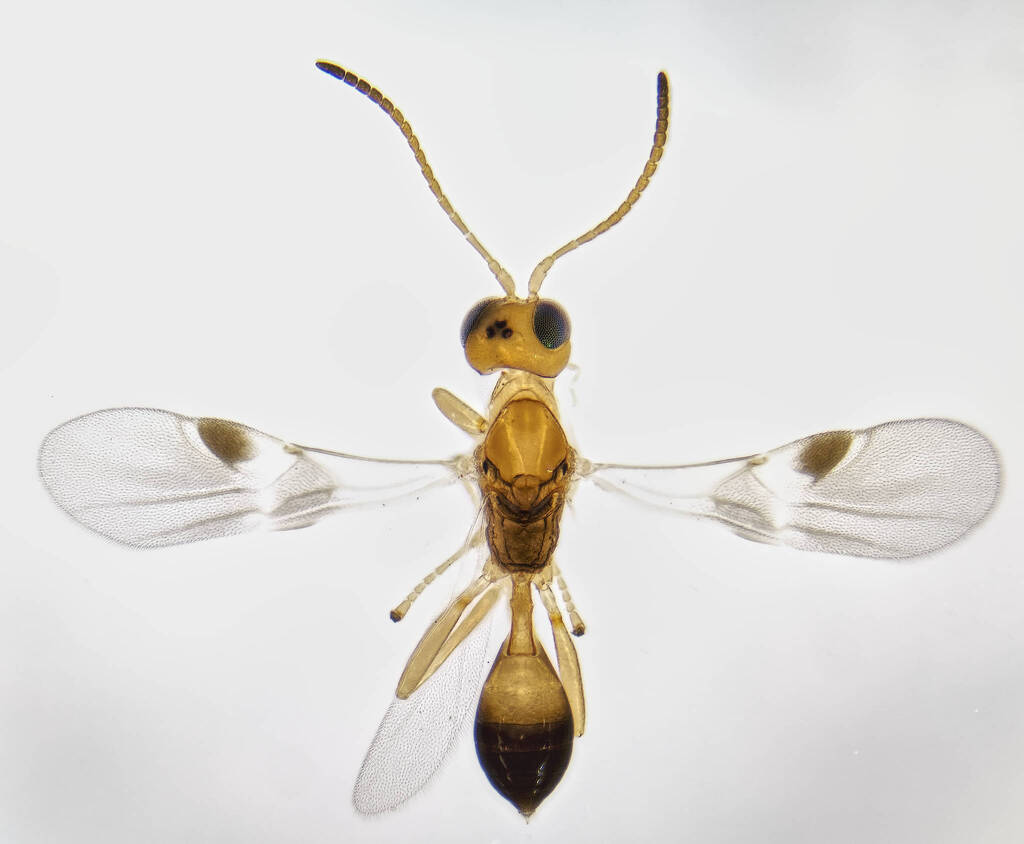 Leiophron apicalis