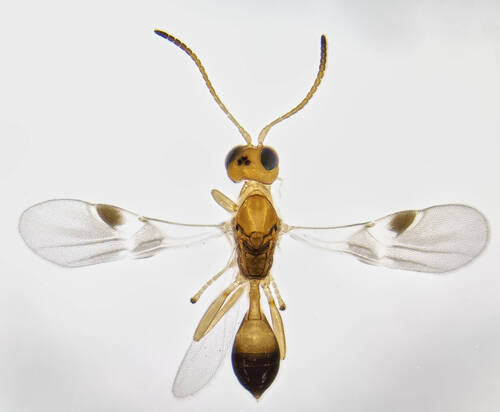Leiophron apicalis