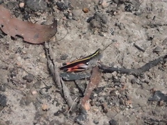 Macrocara conglobata