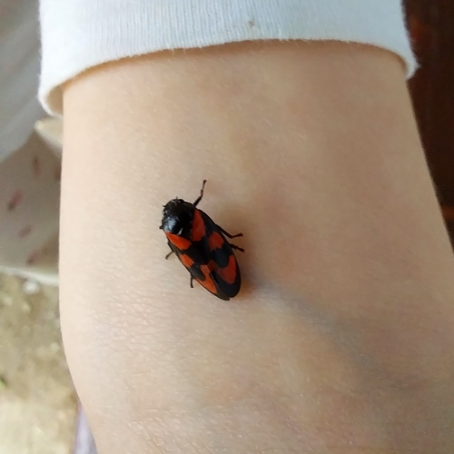 Common Froghopper