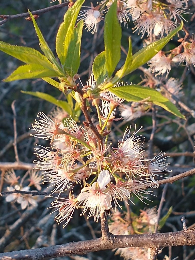 Prunus americana, Minneapolis, MN 55427, USA