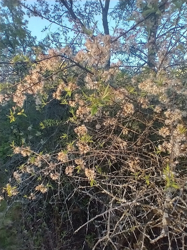 Prunus americana
