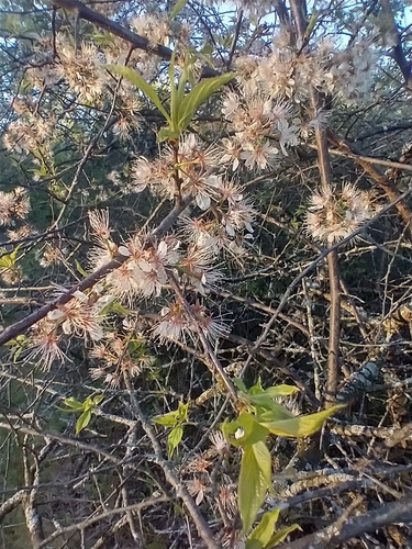 Prunus americana