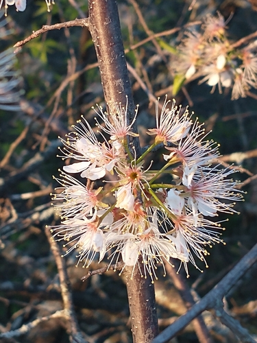 Prunus americana