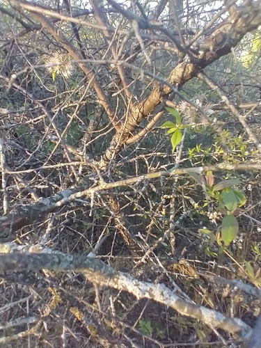Prunus americana