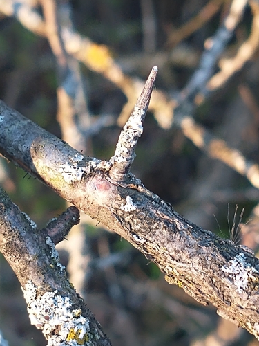 Prunus americana