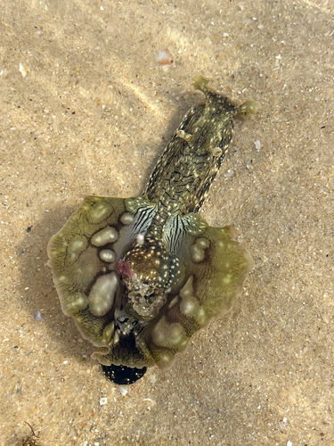 Aplysia argus