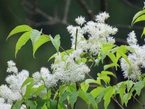 Fraxinus sieboldiana, photograph 1