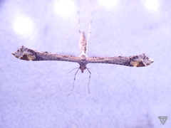 Anstenoptilia marmarodactyla