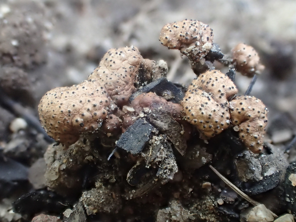 Stromatoneurospora