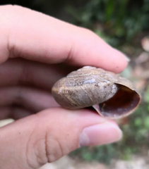 Nesiohelix moreletiana