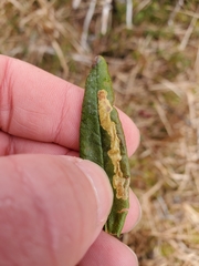 Phyllonorycter ledella