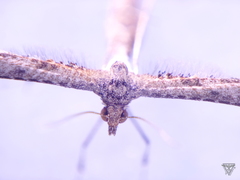 Anstenoptilia marmarodactyla