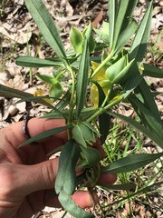 Hibbertia longifolia