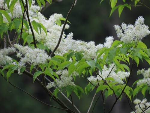 Fraxinus sieboldiana