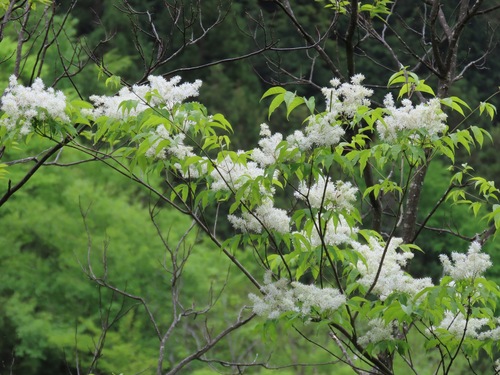 Fraxinus sieboldiana, photograph 2