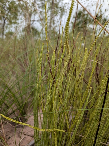 Pteris platyzomopsis, 2026-05-12